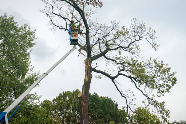 Best Hedge Trimming  in Elm Grove, WI