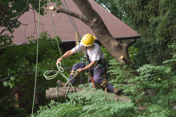 How Our Tree Care Process Works  in  Elm Grove, WI