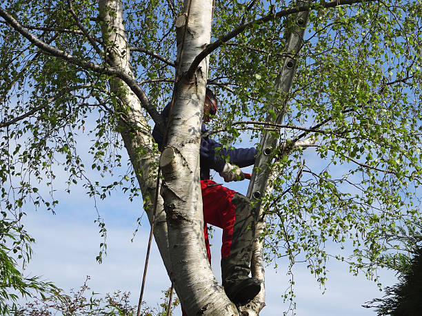 Best Hazardous Tree Removal  in Elm Grove, WI